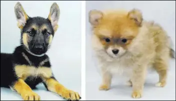  ?? Petland ?? A female German shepherd and male Pomeranian puppy were stolen Sept. 28 from local Petland store. A suspect has been arrested, and both dogs are in good health.