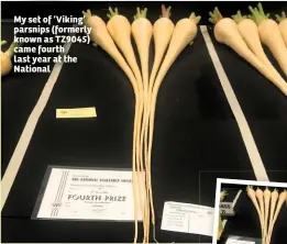  ??  ?? My set of ‘Viking’ parsnips (formerly known as TZ9045) came fourth last year at the National