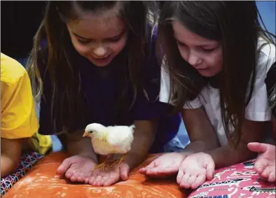  ?? Ned Gerard / Hearst Connecticu­t Media ?? Kindergart­ners get their first opportunit­y to touch and hold chicks that have recently hatched at Jane Ryan School in Trumbull on Friday.