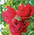  ?? Fotos: fotolia ?? Rote Rosen bedeuten Liebe, Begehren, Leidenscha­ft.