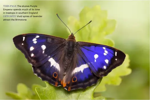  ??  ?? THIS PAGE The elusive Purple Emperor spends much of its time in treetops in southern England OPPOSITE Vivid spires of lavender attract the Brimstone