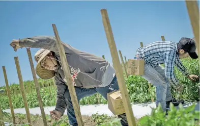  ?? AFP ?? trabajan en la empacadora, lavan plátanos y amarran matas de tomates/