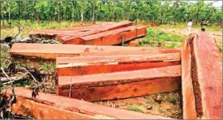  ?? SUPPLIED ?? A stockpile of nearly 100 logs and planks of luxury timber is shown after a Pursat province bust in March. On Wednesday a haul of rosewood was confiscate­d in the province’s Kakor district.