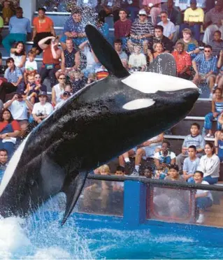  ?? PATRICK FARRELL/MIAMI HERALD ?? Lolita performs at the Miami Seaquarium in 2000. The orca whale died Aug. 18 of kidney failure and old age.