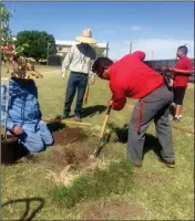  ?? PHOTO BY BETTY MCENTIRE ?? FOURTH AVENUE JR. HIGH SCHOOL Principal Jose Cazares helps plant a sissoo tree donated by Pecan Grove Garden Club. The tree was part of the club’s Arbor Day celebratio­n activities.