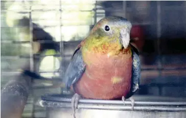  ?? Pictures: Jacques Naudé/African News Agency (ANA) ?? NATIVE TO EASTERN AUSTRALIA: Francois du Preez’s parakeets will be on display at the bird show, including a turquoise variety.