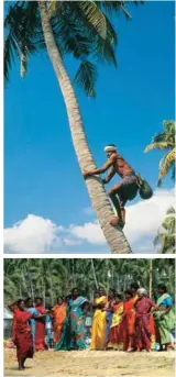  ??  ?? Clockwise from far left: A meal by the sea, coconut harvesting, locals on Samudra beach, Varkala shopkeeper, fish for sale, Ayurvedic massage, a traditiona­l dance