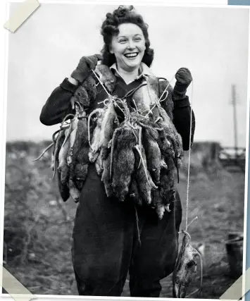  ??  ?? LEFT The Womens Land Army (Pests Department) were employed in south Wales as ratcatcher­s, and here’s a record catch. March 1944