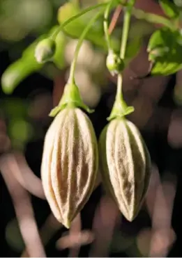  ??  ?? Buds of clematis ‘Freckles’ before they reveal their delicate maroon markings within.