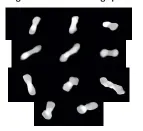  ?? ?? These 11 images of the asteroid Kleopatra were taken from different angles as the asteroid rotated between 2017 and 2019