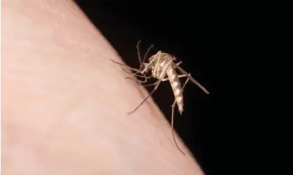  ?? ?? The researcher­s found a common factor: mosquito magnets had high levels of certain acids on their skin. Photograph: Bernard Lynch/ Getty Images