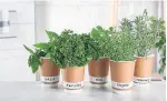  ?? DREAMSTIME ?? Parsley, rosemary and thyme are best bought as small plants and kept indoors until late May.