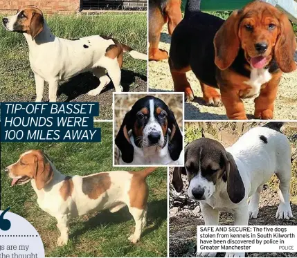  ?? POLICE ?? SAFE AND SECURE: The five dogs stolen from kennels in South Kilworth have been discovered by police in Greater Manchester