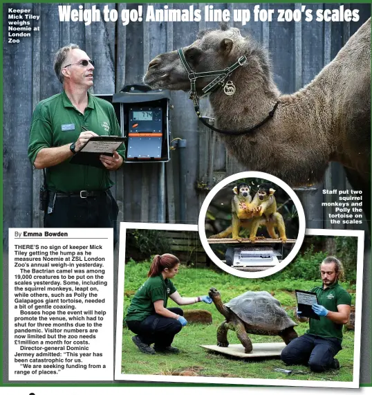  ?? Pictures: KIRSTY O’CONNOR/PA ?? Keeper Mick Tiley weighs Noemie at London Zoo
Staff put two squirrel monkeys and Polly the tortoise on the scales