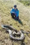  ?? COURTESY ?? University of Florida project lead Melissa Miller observing a large Burmese python on a roadside in the sawgrass marsh of the Everglades.