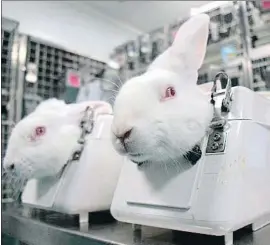  ?? CRUELTY FREE INTERNATIO­NAL ?? Dos conejos en el laboratori­o de Vivotecnia