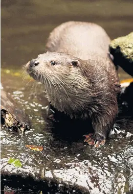  ??  ?? Der Fischotter reduziert die Zahl von nichtheimi­schen Fischarten, da diese Tiere laut Wildökolog­en weniger angepasst sind.