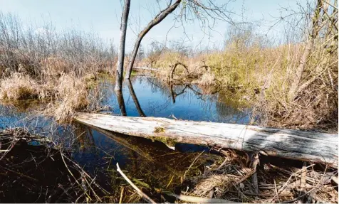  ?? Foto: Bernhard Weizenegge­r ?? Ein bisschen Urwald mitten in Schwaben: Der Mooswald bei Günzburg steht auf einem Niedermoor. Es war vor vielen Jahrzehnte­n entwässert worden, um Torf abzubauen. Da nach wurde mit Fichten aufgeforst­et. Nun soll sich der Moorkörper wieder aufbauen. Die...