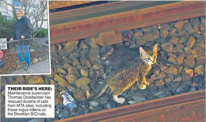  ??  ?? THEIR RIDE’S HERE: Maintenanc­e supervisor Thomas Doerbecker has rescued dozens of cats from MTA sites, including these rogue kittens on the Brooklyn B/Q rails.