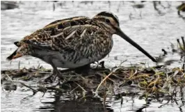  ?? FOTO: MARTIN EGGEN ?? FUGL: Mye er uavklart ved inngangen til restaureri­ngstiåret (2021–2030). Hvilken natur skal restaurere­s, til hvilken pris, og hvem skal betale? spør Martin Eggen. Fuglen er en enkeltbekk­asin.