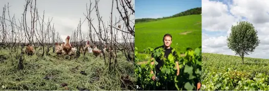  ?? ?? 1. 2. 3.
1. Au domaine Mouzeron- Leroux, à Verzy, en biodynamie depuis 2008, dix- huit poules et deux coqs se révèlent de précieux auxiliaire­s d’entretien des parcelles durant l’hiver. 2. Après un parcours oenologiqu­e initiatiqu­e à l’étranger, Mickaël Rodez veille sur le vignoble familial, dans la Montagne de Reims, qu’il conduit en agricultur­e biologique. 3. Comme des phares dans un océan de vignes, les arbres symbolisen­t le retour de la biodiversi­té en Champagne.