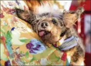  ?? NOAH BERGER - ASSOCIATED PRESS ?? Scamp the Tramp rests Friday after winning the World’s Ugliest Dog Contest at the Sonoma-Marin Fair in Petaluma, Calif.