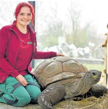  ?? FOTO: BECKERBRED­EL ?? Tierpflege­rin Jana Lieblang hat die Ausbildung als landesweit Beste abgeschlos­sen und kümmert sich im Saarbrücke­r Zoo gerne um Walter, die Aldabra-Riesenschi­ldkröte.