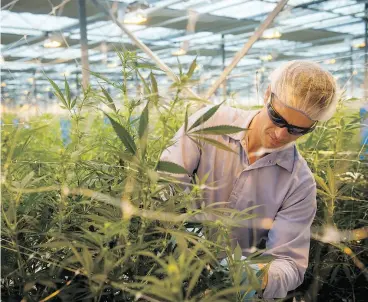  ?? TYLER ANDERSON / NATIONAL POST FILES ?? A worker tends to the crop at Canopy Growth’s Tweed Farms, one of the largest cannabis greenhouse­s in the world, in Niagara-on-the-Lake, Ont.