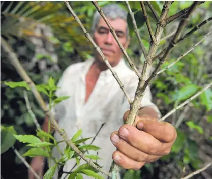  ?? ALBERT MARÍN ?? En el 2013, el ataque de la roya afectó un 64% de los cafetales en Costa Rica. En aquella ocasión, Francisco Molina mostró el impacto en su finca, ubicada en San Juan del Sur de Turrialba.