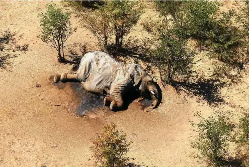  ?? FOTO: AFP/NATIONAL PARK RESCUE / AFP/NATIONAL PARK RESCUE ?? Die mysteriöse Todesserie gefährdet die größte Elefantenp­opulation Afrikas.