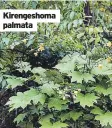  ?? ?? Kirengesho­ma palmata