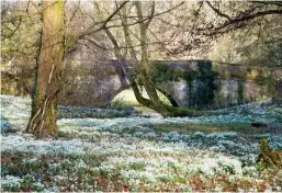  ??  ?? A sea of snowdrops form crested waves of white from the packhorse bridge (left).