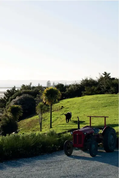  ??  ?? ABOVE Bruce keeps the 500m-long driveway well maintained with help from Rosy, a 1950s’ Massey Ferguson tractor; planting beside the drive includes Rhaphiolep­is umbellata, oioi and Pittosporu­m crassifoli­um (a native commonly called karo).