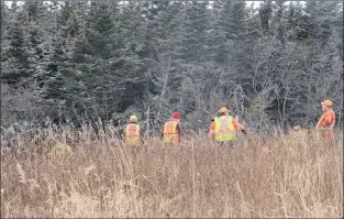  ?? JOE GIBBONS/THE TELEGRAM ?? Searchers walk in a grassy area near the entrance to Smallwood’s Farm looking for clues about the disappeara­nce of Cortney Lake.