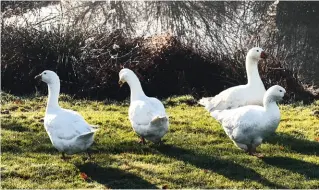  ??  ?? UNTEN Die Gänse gehören zur Familie. Sie laufen im Garten frei herum und an Weihnachte­n gibt es Truthahnbr­aten, denn Caroline könnte keines ihrer Tiere schlachten.