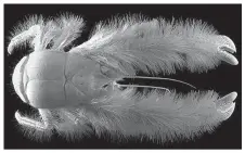  ??  ?? The dreaded Yeti dog tick (shown greatly enlarged) has finally appeared in Arkansas. The host dog is being monitored by a team of cryptobiol­ogists from the University of Arkansas for Medical Sciences.