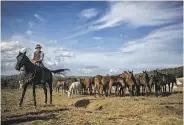  ?? Nadia Shira Cohen / New York Times ?? A cowboy herds horses near Chiusdino in the seasonal tradition, which dates back centuries.