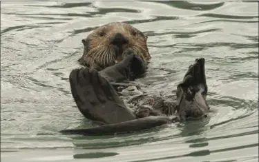  ?? DAN JOLING — THE ASSOCIATED PRESS FILE ?? A northern sea otter floats on its back while crushing a clam shell with its teeth in the small boat harbor at Seward, Alaska.