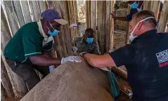  ??  ?? Success...vets collecting eggs from Fatu the rhino in Kenya