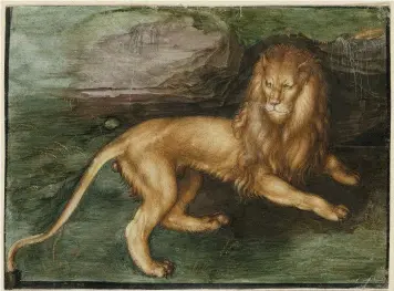 ??  ?? Above: Displaying his characteri­stic attention to detail, Dürer heightened the gouache of A Lion, 1494, with gold.