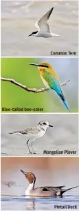  ?? ?? Blue-tailed bee-eater
Common Tern
Mongolian Plover