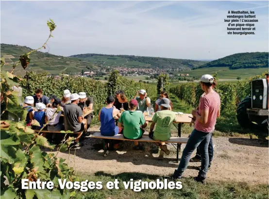  ??  ?? A Westhalten, les vendanges battent leur plein ! L’occasion d’un pique-nique honorant terroir et vin bourguigno­ns.