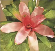  ?? PROVIDED BY CAROL CLOUD BAILEY ?? Many bromeliads, such as the Neoregelia “Cotton Candy” variety, can add a pop of color to the home.