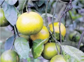  ?? Steve Gonzales / Staff photograph­er ?? Bob Randall’s “Year-Round Food Gardening for Houston and Southeast Texas” covers just about everything a gardener can grow, including Satsuma mandarins.