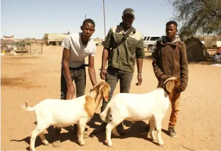  ?? ?? Show time...Metarere Ngeenguno (centre) shows of his top Boer goat rams during a recent event, assisted by animal handlers.