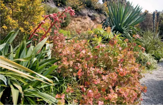  ??  ?? Carreg Dhu community garden is a haven of tropical plants growing on several levels. Gorse is among April’s bounty.