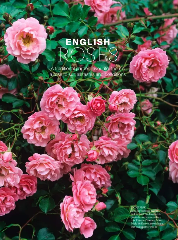  ??  ?? THINK PINK
Ideal for bringing colour and interest to a large area, ground cover roses such as this ‘Pheasant’ variety flower freely and have dense foliage that will smother weeds