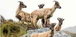  ??  ?? There are legal challenges to whether there are too many or too few tahr.