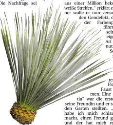  ?? BILD: SASCHA SEBASTIAN RÜHL ?? Verschiede­ne Formen: Eine Palme wie diese ist winterhart und wächst in Florian Fausts Garten.