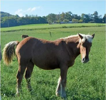  ??  ?? 1: Frederic Busarello sells his colts at 18 months of age for slaughter to control herd numbers. 1